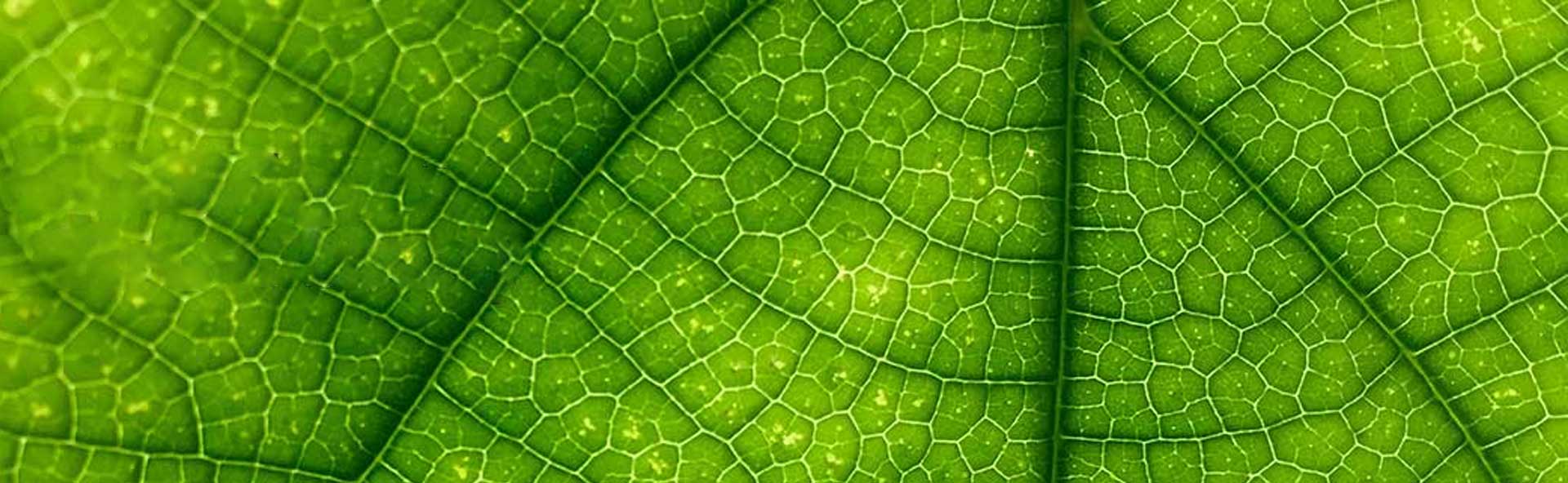 Magic Organic