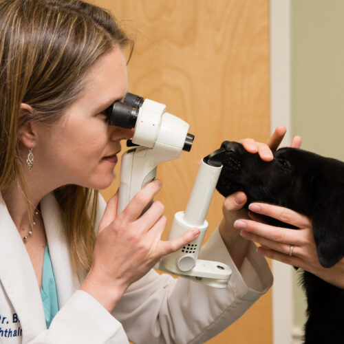 International Animal Health Journal