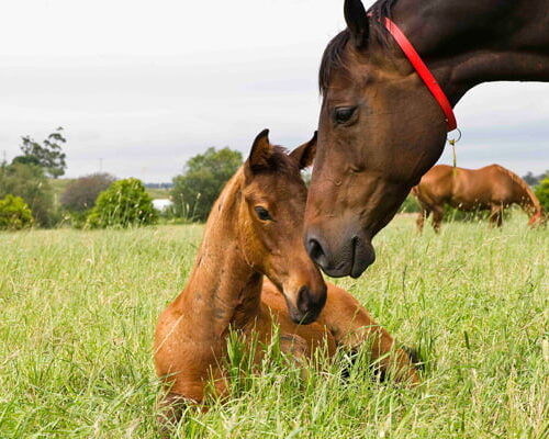 International Animal Health Journal
