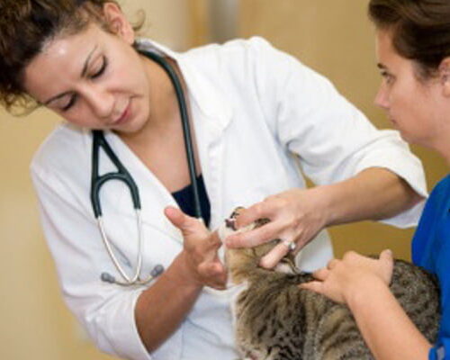 International Animal Health Journal