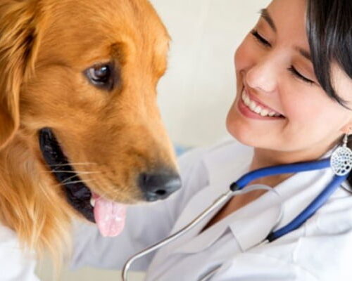 International Animal Health Journal