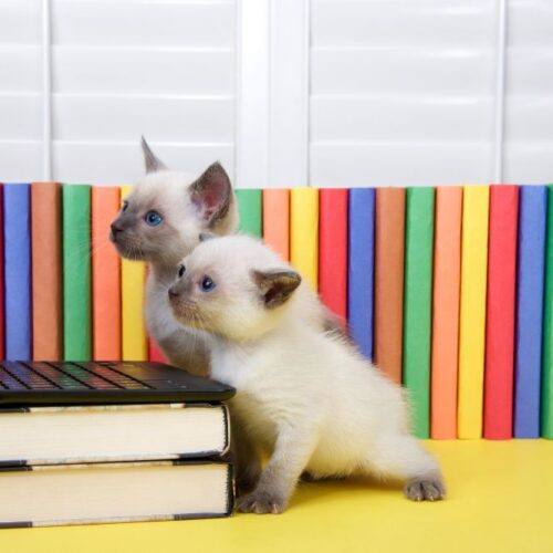 Animal Media Health Journal