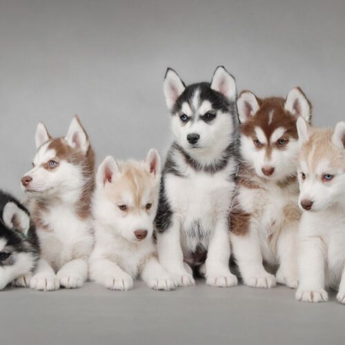 Animal Media Health Journal