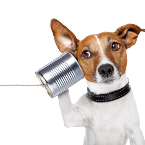 Animal Media Health Journal